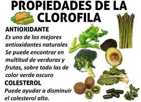 Propiedades De La Clorofila Botanical Online