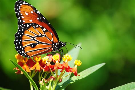 Free Butterfly Wallpaper And Screensavers Wallpapersafari