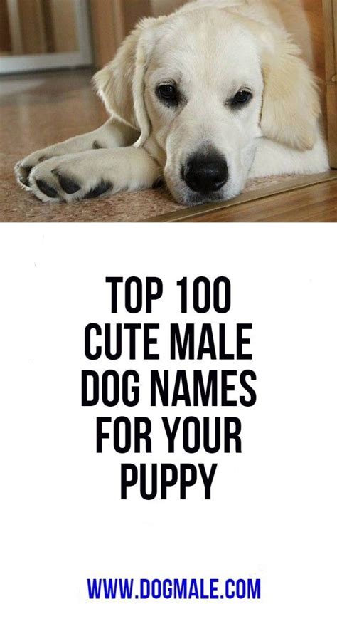 Top 100 Cute Male Dog Names For Your Puppy Cute Male Dog Names Dog
