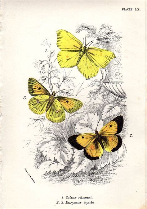 1896 Antique Butterfly Print Nature By Antiqueprintgallery On Etsy