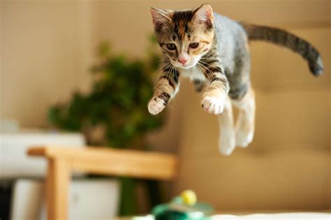 Top 12 Myths And Misconceptions About Cats