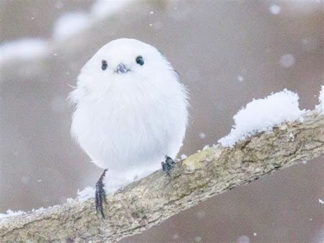 雪の妖精 シマエナガ！雪色モフモフまんまる野鳥はどこで見られるの？ 北海道そらマガジン