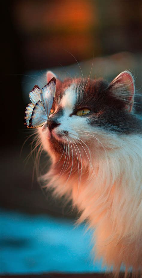 Download 45 Wallpaper Iphone Cute Cat Gambar Gratis Postsid