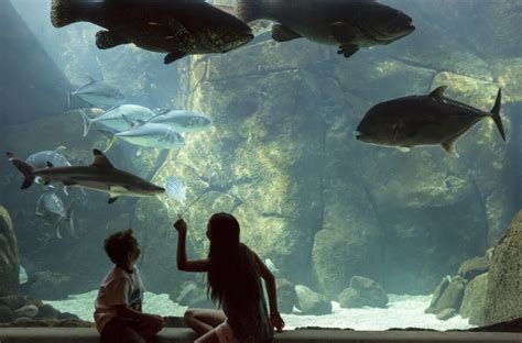 At Hawaiis Waikiki Aquarium Theres More To See Than Whats Inside