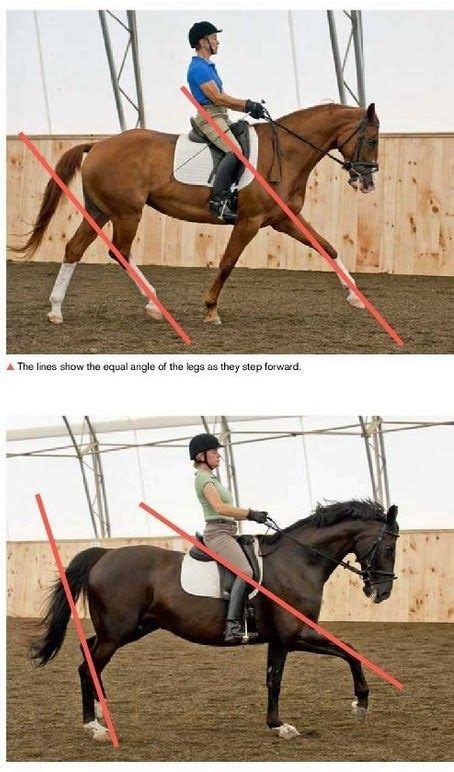 Extended Trot Correct Vs Incorrect Horses Horse Training Horse