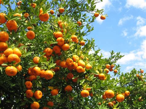Can You Grow Citrus In Zone 8 Learn About Citrus Trees For Zone 8 Gardens