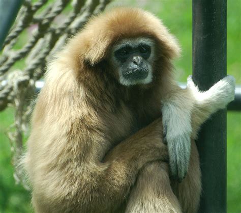 Gibbon | Gibbons are the small apes in the family Hylobatida… | Flickr