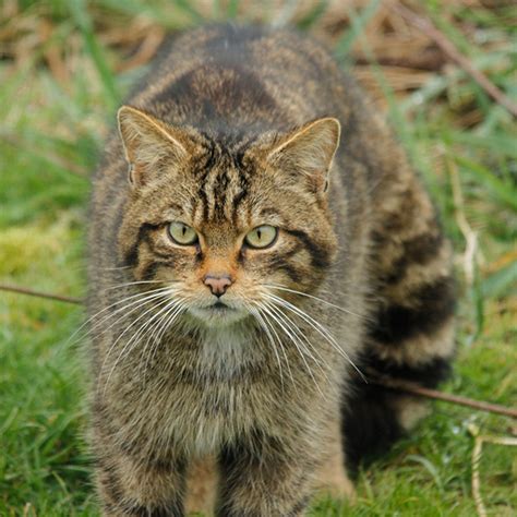 Get To Know The Scottish Wildcat The Highland Spirit Incarnate Catster