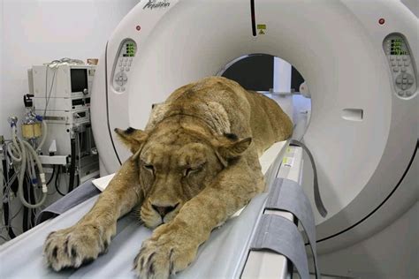 Just A Routine Cat Scan Rfunny
