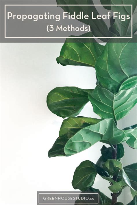 How To Propagate And Root Fiddle Leaf Figs 3 Methods Reviewed