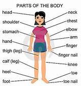Learn useful names of human body parts in english with pictures and examples to improve and enhance your vocabulary words. Pin on Language