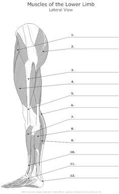 This is the same poster that hangs on the wall in most major gyms.here's your. 13 Best Images of Muscle Labeling Worksheet - Label ...