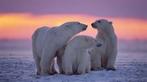 Gawat Beruang Kutub Diprediksi Punah Akhir Abad Ini