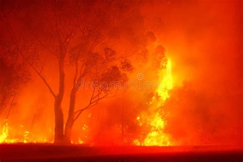 Forest Fire In Night Stock Image Image Of Environment 8047349