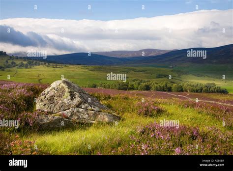 Heather Scenes Of Scotland Scottish Heather Landscape And Blue Stock