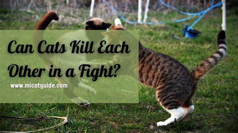Can Cats Kill Each Other In A Fight The Ultimate Showdown Mi Cat Guide