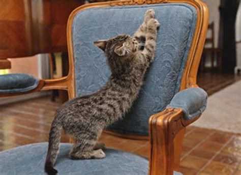 The moment the scratching point is ruined and can take no more scratching. How to Stop Cats From Scratching Furniture - CATS VENTURE