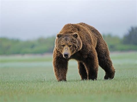 Brown Bear The Wildlife