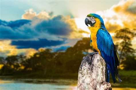 Tapeta Na Monitor Krásné Fotoobrazy Zvířata Papoušci Větvička