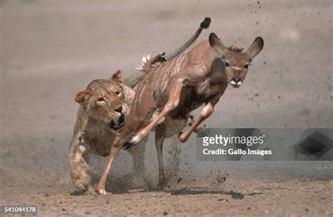 Lion Antelope Photos And Premium High Res Pictures Getty Images