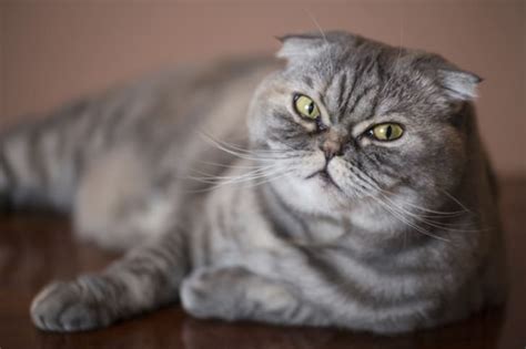 10 Floppy Eared Facts About Scottish Fold Cats Mental Floss