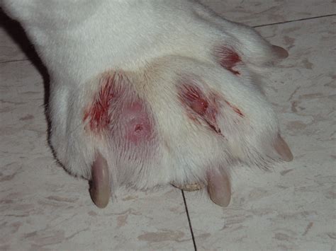 Interdigital Furunculosis In Dogs Integumentary System Merck