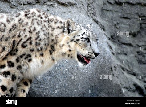 Snow Leopard At Marwell Zoo Hampshire Stock Photo Alamy