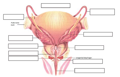 Male Accessory Reproductive Glands Diagram Quizlet