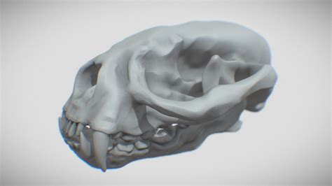 Otter Skull Buy Royalty Free 3d Model By Tom Johnson Brigyon