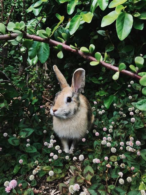 How To Care For Wild Rabbit As A Pet Animal Lova