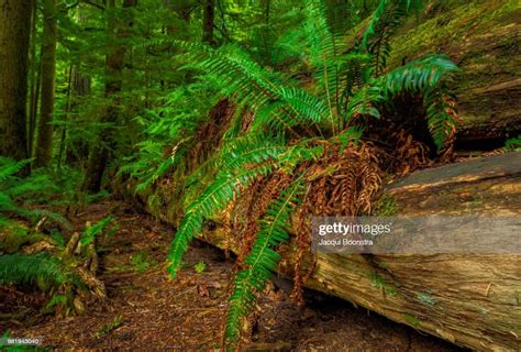 Rain Forest Green High Res Stock Photo Getty Images
