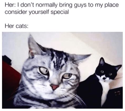10 Adorable Cat Memes That Will Have You Feline Fine