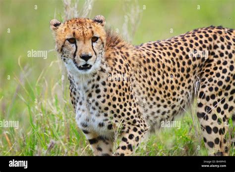 Cheetah Savanna Hi Res Stock Photography And Images Alamy