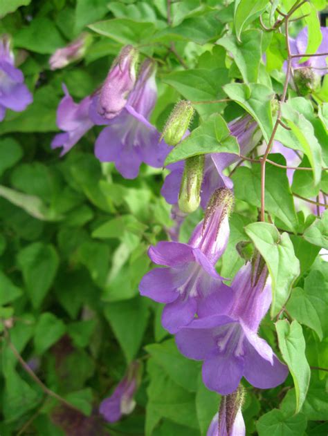 Climbing plants are some of the most loved of our garden plants and add so much height and colour to the garden. Asarina scandens 'Sky Blue' - Buy Online at Annie's Annuals