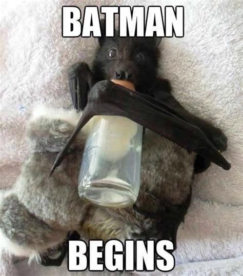 These Bat Memes Had Us Rolling With Laughter Always Pets