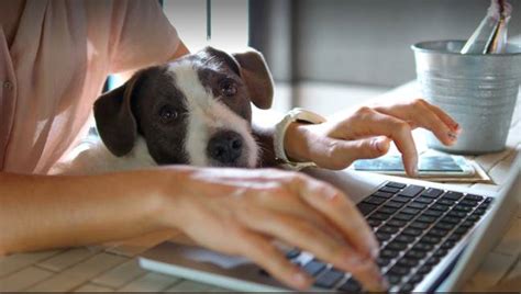 Experts Warns Dog Owners Should Start Preparing For Return To Work Now