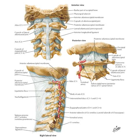 The Importance Of The Atlanto Occipital Joint — Casey Easton