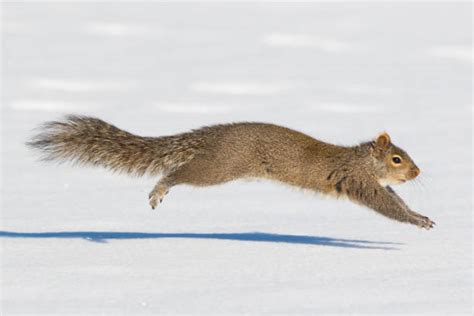 Squirrel Running Photos Stock Photos Pictures And Royalty Free Images
