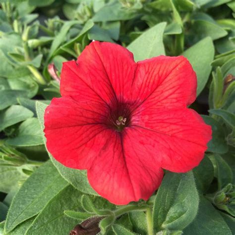 Acheter Petunia Surfinia Deep Red Pas Cher Sur