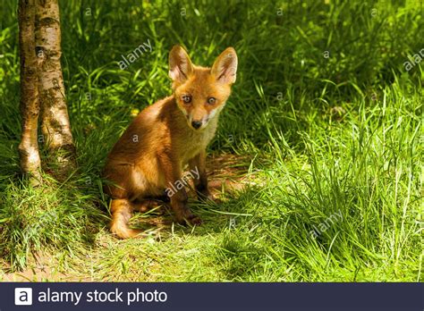 Fox Cub Vulpes Vulpes Sitting In Long Grass Stock Photo Alamy