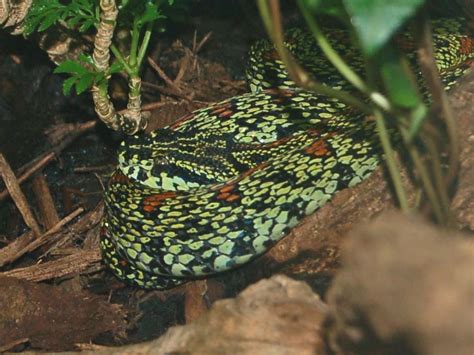 The Online Zoo Jerdons Pit Viper
