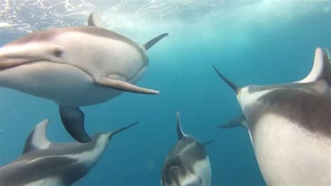 This Is Simply Gopro Footage Of Dolphins Following A Boat Oddly The