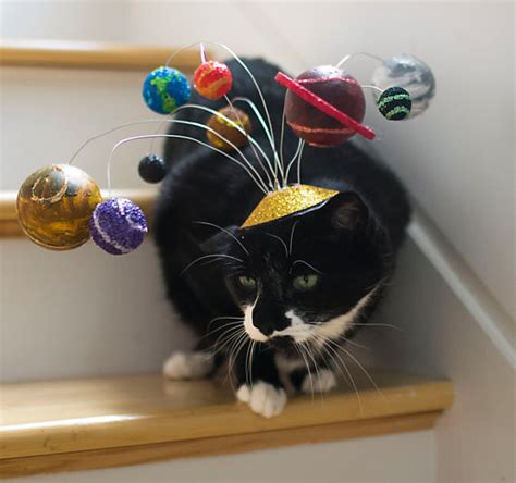 15 Silly Cats Wearing Hats