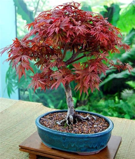 Red Maple Bonsai
