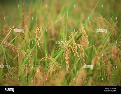 Rice Plant High Resolution Stock Photography And Images Alamy