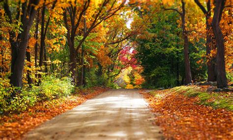 Road Highway Autumn Forest Yellow Leaves Desktop Wallpapers