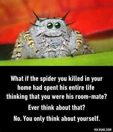 15 adorable spider memes to make us laugh the fear away