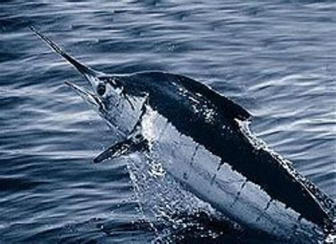 Atlantic Blue Marlin Information And Picture Sea Animals
