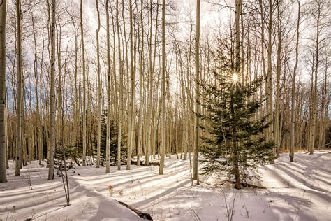 Aspens In Winter 1 Santa Fe National Forest New Mexico Photograph By