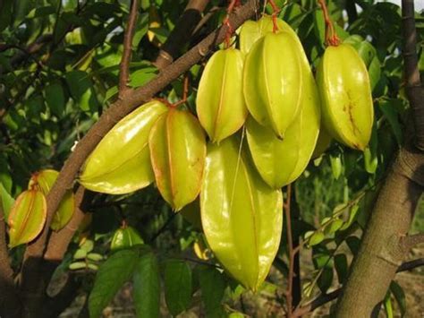 cakrabola